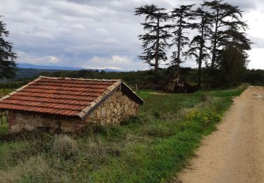 Trail Walking Andance - L'Andancoise  - Photo