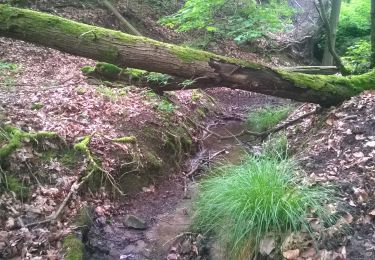 Percorso A piedi  - Heilbronner Rundwanderweg 4 - Photo