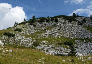 Trail On foot Cortina d'Ampezzo - IT-26 - Photo