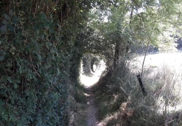 Trail Walking Anhée - Boucle de 11 km au départ de Warnant - Photo