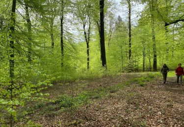 Tour Wandern Gedinne - Croix Scaille Louette 24 km - Photo