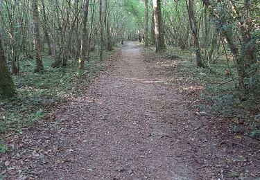 Trail Walking Valorbiquet - la rando des lavoirs  - Photo