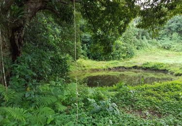 Trail Walking Sainte-Anne - sentier des mares - Photo