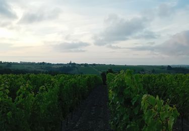 Randonnée Marche Rochefort-sur-Loire - Rochefort sur Loire - Photo