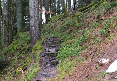 Tocht Te voet Freudenstadt - Freudenstadt - Kniebis - Photo