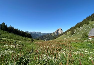 Excursión Senderismo La Chapelle-d'Abondance - Rando 1 abondance  - Photo