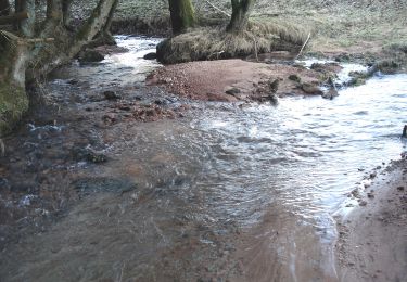 Tour Zu Fuß Fellen - Schwarzer Keiler, Rundwanderweg Fellen - Photo