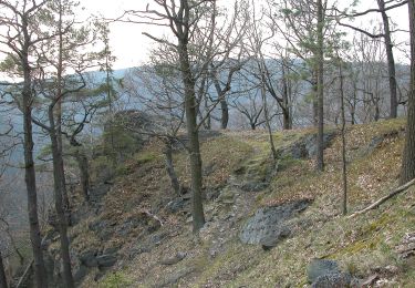 Trail On foot Schwarzburg - Naturlehrpfad Heinrich Cotta - Photo