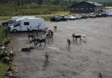 Randonnée A pied Muonio - Palkaskeronkierros - Photo