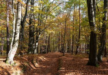 Randonnée A pied Bad Loipersdorf - Lautenberg/Schaufelberg Runde (Weg 7) - Photo