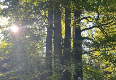 Tocht Stappen Nassogne - Nassogne, le laid trou - Photo