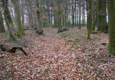 Trail On foot Halle (Westf.) - Burgenweg - Photo