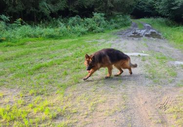 Tocht Stappen Paliseul - avec Sirius le 31 août 2024 - Photo