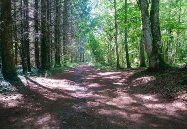 Tour Wandern Volvic - Balade au col de la Nugère  - Photo