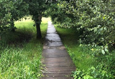 Tocht Stappen Oud-Heverlee - Dode Beemd promenade - Photo