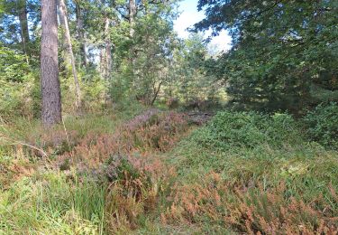 Tocht Stappen Fontainebleau - T- Bourron - Photo