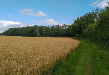 Tour Zu Fuß Hasselberg - Rundwanderweg 13 Hase - Photo