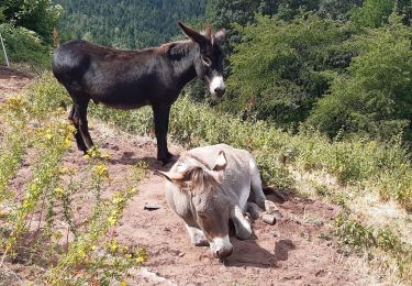 Tocht Stappen Dabo - Rocher  de Dabo - Photo