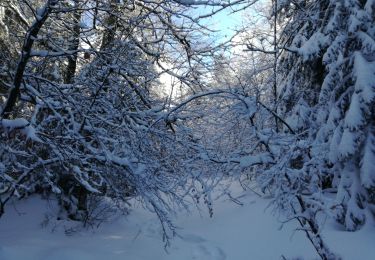 Tour Schneeschuhwandern Sevrier - GR SEMNOZ croisement Quintal Benevent - Photo