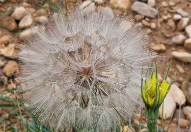 Excursión Senderismo Gréoux-les-Bains - D'ailleurs de la Colle - Photo