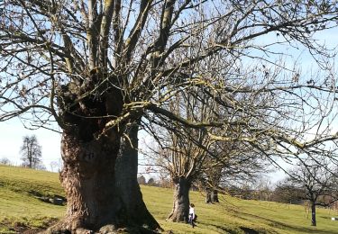 Randonnée Marche Aubel - Du chemin du diable aux tourniquets - Photo