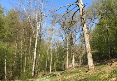 Trail Walking Rochefort - Au départ de Montgauthier - Photo