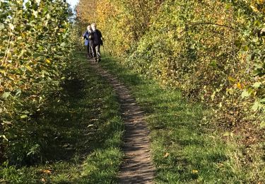 Randonnée Marche Olne - Balade des jonquilles Olne - Photo