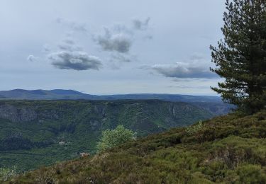 Tour Wandern Montselgues - plateau m'ont selgue - Photo