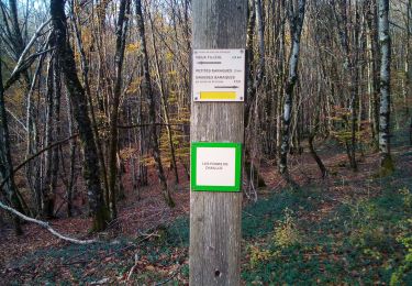 Randonnée Marche Braillans - Braillans Forêt de Chailluz - Photo