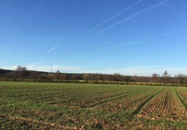 Randonnée A pied Roßdorf - Rundwanderweg Dieburg Am Messeler Weg 3: Tannenkopf-Weg - Photo