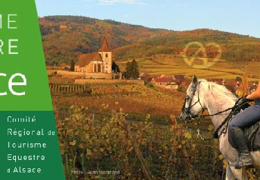Trail Horseback riding Bergheim - Circuit Montagnes Vignes Chateaux Ribeauville Thannenkirch - Photo