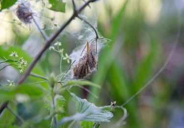 Percorso A piedi Sconosciuto - Naturlehrpfad obere Lobau (Saltenstraße Rundweg) - Photo