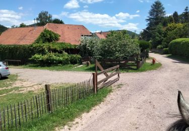 Tocht Paardrijden Obersteinbach - autour d'Obersteinbach - Photo