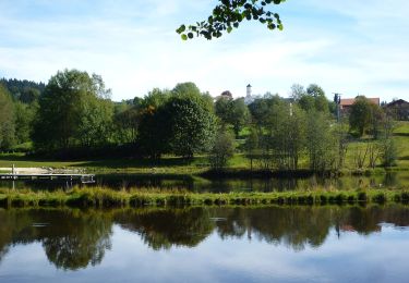 Tocht Te voet Hohenau - Glockenblume - Photo