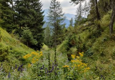 Tocht Stappen Moulinet - Col de Turini  - Photo