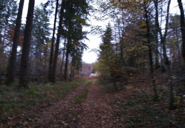 Trail Walking Dinozé - quequement Nov 21 - Photo
