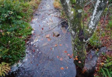 Tour Wandern La Roche-en-Ardenne - le marais - Photo