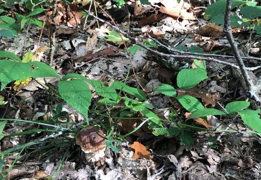 Trail Horseback riding Saint-Priest-sous-Aixe - Champignons  - Photo