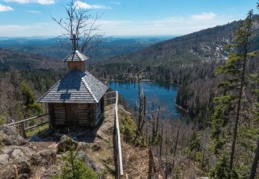 Tocht Te voet Spiegelau - Auerhahn - Photo