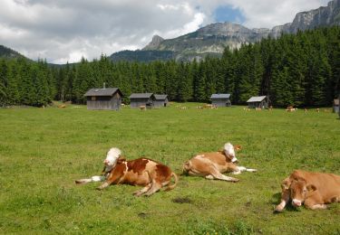 Percorso A piedi Altaussee - Wiesenweg Altaussee - Blaa Alm - Photo