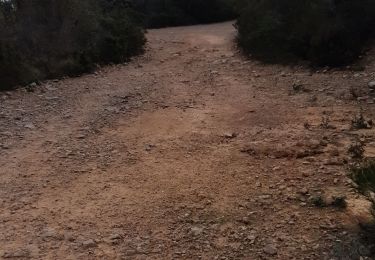 Trail Walking Le Pradet - la colle noire le 25 01 2020 - Photo