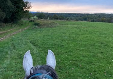 Tour Reiten Quirinsweiler - Joyeux Tivio rond pré - Photo