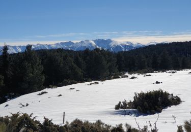 Trail Snowshoes Les Angles - raquettes pla del mir lac d'Aude  - Photo