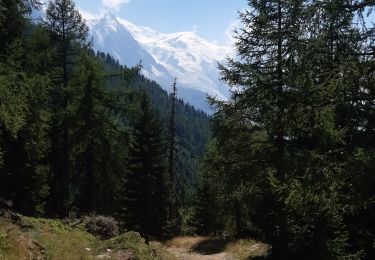 Tocht Stappen Chamonix-Mont-Blanc - Argentieres(aire de jeu) - Photo
