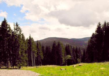 Tour Zu Fuß Ilmenau - Grüner Balken - Photo