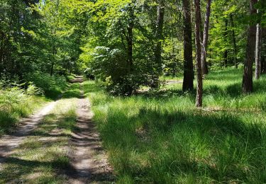 Trail Walking Barbizon - Gorges d'Apremont depuis Barbizon - Photo