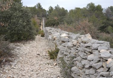 Trail Walking Cabrières-d'Avignon - PF-Cabrières-d'Avignon - Le mur de la Peste - Photo