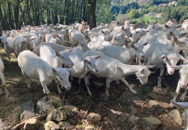 Tour Wandern Saint-Martin-de-Valamas - Saint-Martin-de-Valamas  - Photo