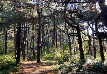Trail Walking Le Crotoy - Vers Le Crotoy - Photo