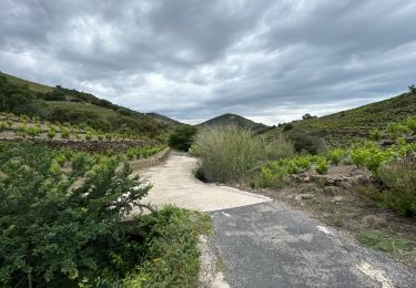 Trail sport Collioure - Vignes et montagne Collioure  - Photo